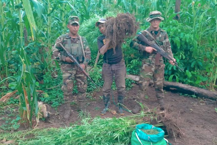 1 Foto: Ejército de Nicaragua incauta e incinera 90,000 plantas de marihuana en Jinotega/Cortesía
