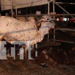 Éxito en ventas de vehículos y ganados en la Feria Ganadera de Managua Foto: Éxito en ventas de vehículos y ganados en la feria ganadera de Managua/TN8