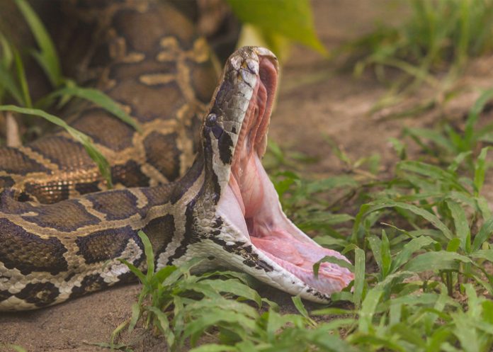 Foto: Tragedia en Indonesia /cortesía Foto: Tragedia en Indonesia /cortesía