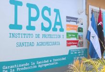 Nicaragua: Un proveedor clave para el mercado Chino Foto: Avances en el control del gusano barrenador del ganado según informe IPSA / Cortesía