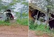 Orangután del tamaño de una casa deja «pálidos y chirizos» a una familia Foto: Orangután gigante /cortesía