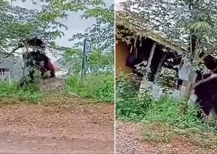 Foto: Orangután gigante /cortesía Foto: Orangután gigante /cortesía