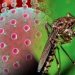 OPS emite alerta epidemiológica para enfrentar el virus Oropouche Foto: La OPS informó casos confirmados de Oropouche/Cortesía