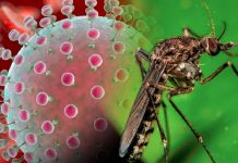 OPS emite alerta epidemiológica para enfrentar el virus Oropouche Foto: La OPS informó casos confirmados de Oropouche/Cortesía