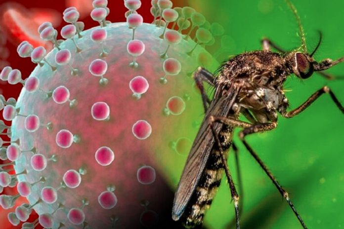 Foto: La OPS informó casos confirmados de Oropouche/Cortesía Foto: La OPS informó casos confirmados de Oropouche/Cortesía