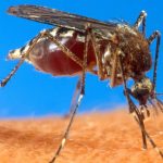 Fallece residente en EE. UU. por encefalitis equina oriental Foto: Fallece residente en EE. UU. por encefalitis equina oriental