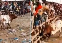 En Colombia un toro enfurecido cornea a un menor en una festividad tradicional Foto: En Colombia, un toro cornea mortalmente a un menor/Cortesía