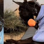 Salvaje hombre rocía de gasolina y quema a defensa burrita en Querétaro Foto: Salvaje hombre rocía de gasolina y quema a defensa burrita en Querétaro / Cortesía