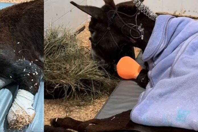 1 Foto: Salvaje hombre rocía de gasolina y quema a defensa burrita en Querétaro / Cortesía