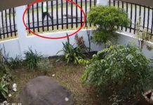 Abuelito muere tras ser atacado por «perros callejeros» en Costa Rica Foto: Tragedia en Costa Rica /cortesía
