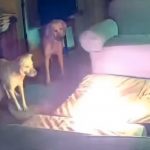 Perro muerde batería de litio y causa terrible incendio (VIDEO) Foto: Accidente Oklahoma, perro muerde batería de litio y causa terrible incendio en casa/Cortesía