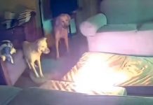 Perro muerde batería de litio y causa terrible incendio (VIDEO) Foto: Accidente Oklahoma, perro muerde batería de litio y causa terrible incendio en casa/Cortesía