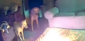 Foto: Accidente Oklahoma, perro muerde batería de litio y causa terrible incendio en casa/Cortesía