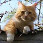 ¿Te has preguntado adónde van los gatos cuando salen de casa? Foto: Los gatos y su mundo /cortesía