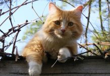 Panleucopenia felina: el virus que pone en riesgo a los gatos Foto: Los gatos y su mundo /cortesía