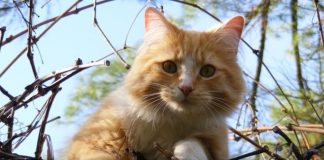 Foto: Los gatos y su mundo /cortesía