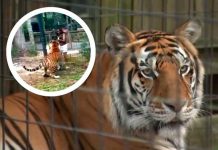 Mujer arrestada tras saltar cerca de seguridad en hábitat de tigres Foto: mujer que saltó cerco de seguridad en habitat de tigre en Zoológico/Cortesía