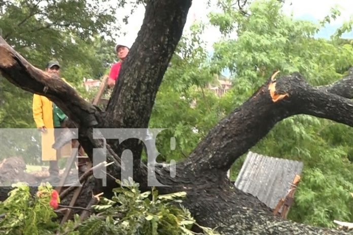 3 Gigantesco árbol cae sobre vivienda en Granada