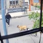 Perro valiente evita robo de moto en Medellín, Colombia Foto: Perro valiente evita robo de moto en Medellín, Colombia/TN8