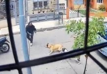 Perro valiente evita robo de moto en Medellín, Colombia Foto: Perro valiente evita robo de moto en Medellín, Colombia/TN8