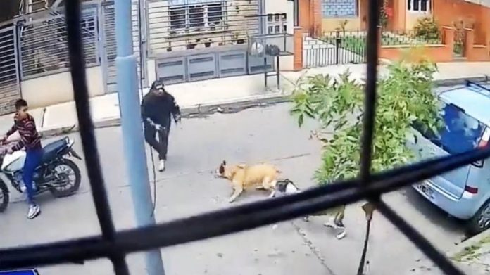 3 Foto: Perro valiente evita robo de moto en Medellín, Colombia/TN8