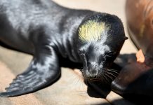 Alerta en California: encuentran leones marinos con signos de envenenamiento Foto: Leones marinos con signos de envenenamiento en California /Cortesía