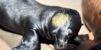 Foto: Leones marinos con signos de envenenamiento en California /Cortesía