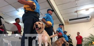 Foto: "Rescate de Personas con Caninos Método Arcón" /TN8