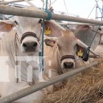 Ferias Ganaderas 2025: motor económico para pequeños y grandes productores en Nicaragua Foto: Nicaragua ¡Más que lista la Feria Ganadera Managua 2024! /TN8