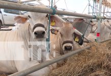 Ferias Ganaderas 2025: motor económico para pequeños y grandes productores en Nicaragua Foto: Nicaragua ¡Más que lista la Feria Ganadera Managua 2024! /TN8