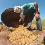 Agricultores en Irak adoptan nuevas técnicas para salvar los arrozales Foto: Agricultores en Irak adoptan nuevas técnicas para salvar los arrozales / Cortesía