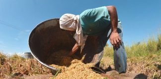Foto: Agricultores en Irak adoptan nuevas técnicas para salvar los arrozales / Cortesía