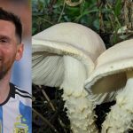 Científicos argentinos nombran hongo en honor a Messi Foto: Científicos argentinos nombran hongo en honor a Messi