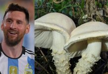Científicos argentinos nombran hongo en honor a Messi Foto: Científicos argentinos nombran hongo en honor a Messi