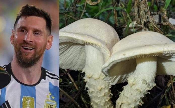 Foto: Científicos argentinos nombran hongo en honor a Messi Foto: Científicos argentinos nombran hongo en honor a Messi