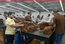 Ciclo 2024/2025: Nicaragua produce más de 133 mil quintales de tabaco Foto: Fábrica de tabacos El Fumador S.A en Estelí