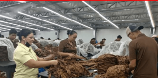 Foto: Fábrica de tabacos El Fumador S.A en Estelí