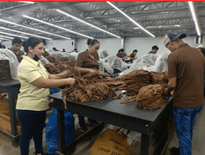 Foto: Fábrica de tabacos El Fumador S.A en Estelí Foto: Fábrica de tabacos El Fumador S.A en Estelí