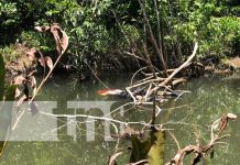 Hallazgo de un cuerpo en estado de descomposición en una finca de Bilwi Foto: Encuentran cadáver en avanzado estado de descomposición en una finca de Bilwi, Puerto Cabezas / TN8