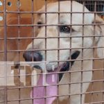 Adiestramiento canino de alta calidad con los bomberos en Managua Foto: Desde los bomberos, adiestramiento canino en técnicas de rescate / TN8