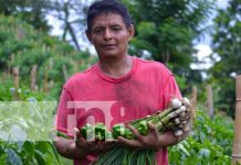 Agricultores de La Concepción inician la semana con nuevos cultivos Foto: Diversidad de cultivos en La Concepción, Masaya / TN8