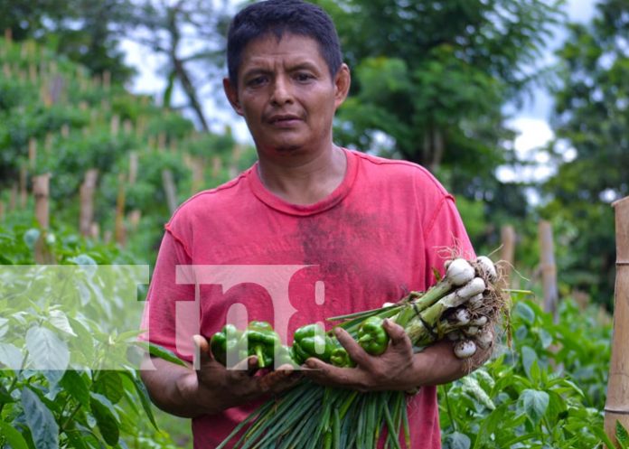 Foto: Diversidad de cultivos en La Concepción, Masaya / TN8 Foto: Diversidad de cultivos en La Concepción, Masaya / TN8