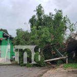 «Sacudió la tierra»: El estruendo que causó susto en Santa Ana Sur, Managua Foto: Árbol cae y causa estruendo en el barrio Santa Ana Sur, Managua / TN8