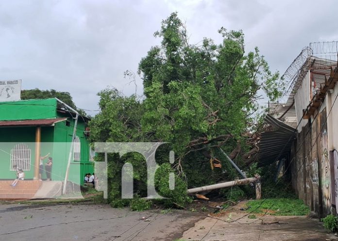 Foto: Árbol cae y causa estruendo en el barrio Santa Ana Sur, Managua / TN8 Foto: Árbol cae y causa estruendo en el barrio Santa Ana Sur, Managua / TN8