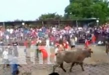 Bravos toros provocan 8 lesionados en la barrera de Granada Foto: Lesionados por barrera de toros en Granada / TN8