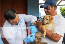 Cuidá a tu peludito y vacunalo en la Jornada contra la Rabia en Nicaragua Foto: Vacunación contra la rabia en distintos puntos de Nicaragua / TN8