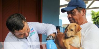Foto: Vacunación contra la rabia en distintos puntos de Nicaragua / TN8