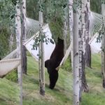 Oso se viraliza tras intentar subirse a una hamaca (VIDEO) Foto: Oso se viraliza en redes /cortesía