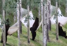 Oso se viraliza tras intentar subirse a una hamaca (VIDEO) Foto: Oso se viraliza en redes /cortesía