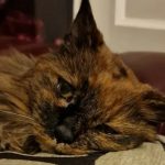 Rosie, la gata de 33 años, fallece en Inglaterra